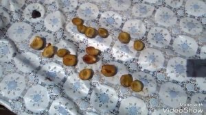 КАК ПРАВИЛЬНО СУШИТЬ СЛИВЫ ДЛЯ ЧЕРНОСЛИВА