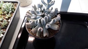 Эхеверия Топси Турви. Echeveria Runyonii 'Topsy-Turvy'