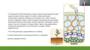 Биология 6 класс 16-17 недели. Минеральное (почвенное) питание