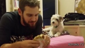 Я РЖАЛ ПОЛ ЧАСА. Смешные Коты и Собаки. ПРИКОЛЫ С ЖИВОТНЫМИ. Cute Cats