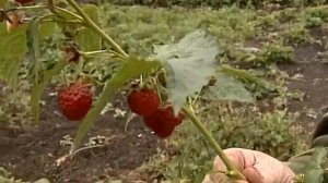 О старых и забытых сортах малины