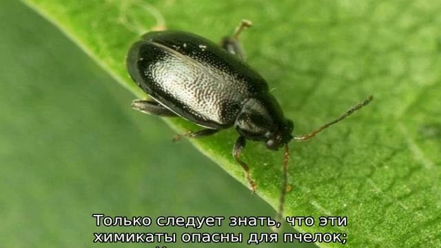 Чем обработать редиску от блошки народными средствами смотреть онлайн