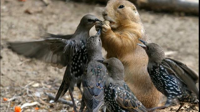 приколы смотреть бесплатно, подборка смешных видео смотреть онлайн