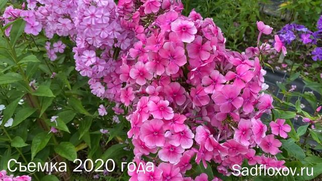Флокс Феникс, селекции О. Кудрявцевой