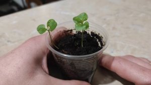 КАК ВЫРАСТИТЬ ГРАНАТ ИЗ КОСТОЧКИ В ДОМАШНИХ УСЛОВИЯХ. Часть 2. РАСТОЧКИ.
