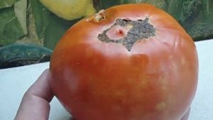 ТОМАТ АНЖЕЛЛА - ГИГАНТ - САМЫЙ КРУПНЫЙ ТОМАТ В МОЕМ ОГОРОДЕ  Ольга Чернова