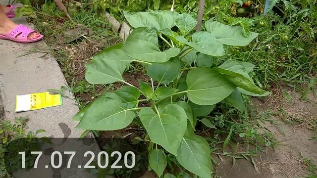 Декоративный подсолнух из семян