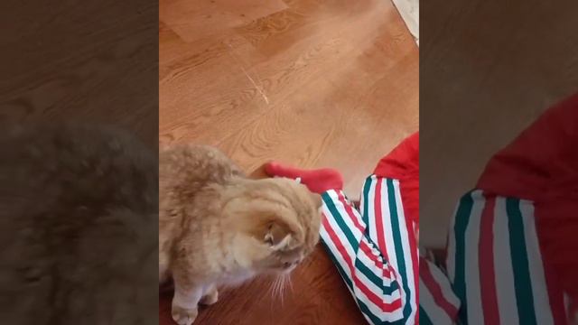 🎄🎅 🏡Желаю всем теплых и веселых выходных 🥰😘Милашка Дэнди  сделал счастливее свою новую семью 👨👩👧 смотреть онлайн