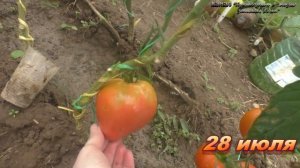 Все Минусинские супер томаты, но Домашний оказался скупым