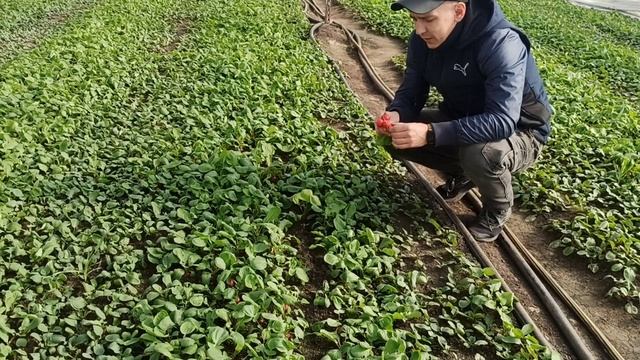 Редис. Начало плодоношения смотреть онлайн