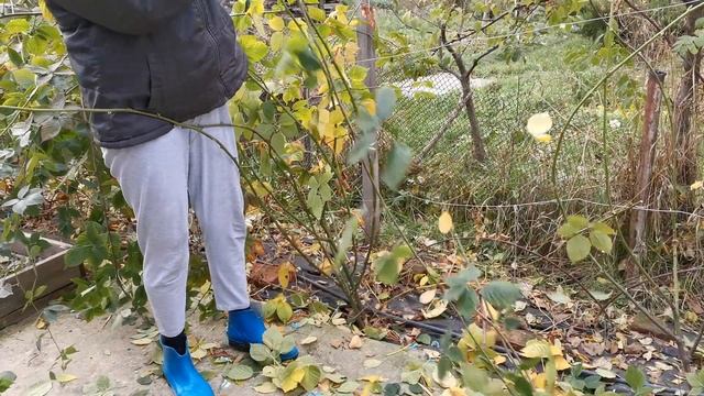 Обрезка ежевики в первый год плодоношения