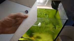 Аэрлифтный фильтр своими руками. Позеленела вода в аквариуме.Самый безопасный способ очистки воды.