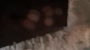 ?Как Правильно Собирать Куриные Яйца / Собираем Яйца у Курей ? - Сбор Яиц у Кур