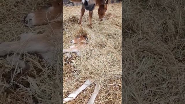 кобыла укрыла сеном жеребёнка, чтобы он не замёрз смотреть онлайн