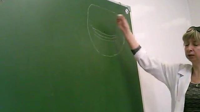 Анатомия. ЦНС Головной мозг , строение мозга