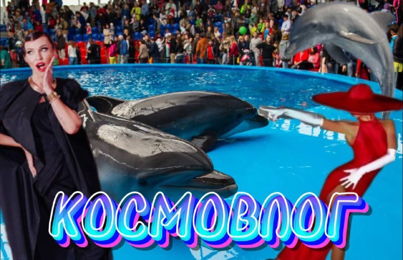 КОСМОВЛОГ|ПЛАВАНЬЕ С ДАЛЬФИНАМИ|ОТКРЫТИЕ РЕСТОРАНА