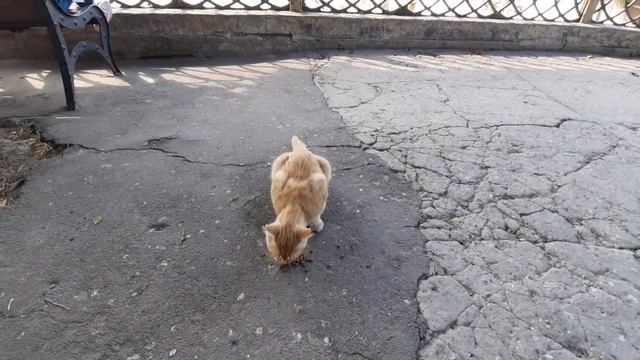 Одесса 30 июля 2022. ГОЛОДНЫЙ РЫЖИЙ КОТ В АРКАДИИ! смотреть онлайн