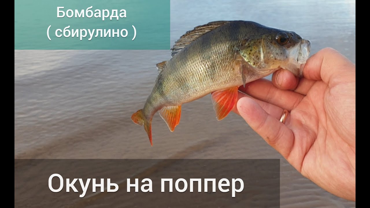 Окунь на поппер Сбирулино   Бомбарда Рыбалка на Волге в Тольятти Утренний клёв летом в Августе.mp4