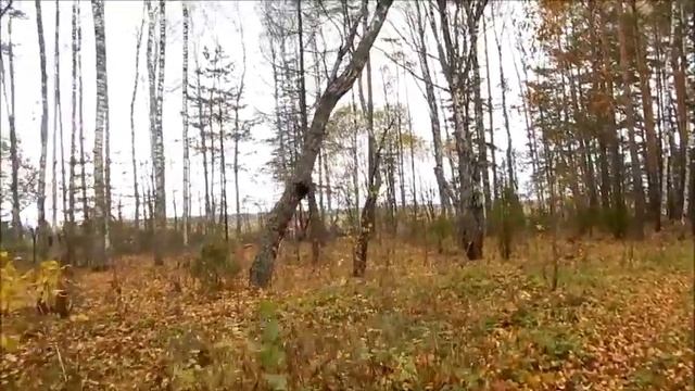 В поисках карельской березы смотреть онлайн