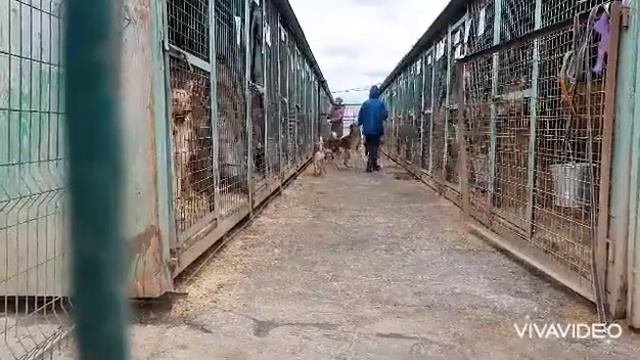 Воспоминания. Кожуховский приют 2022 год @kto_skazal_gav