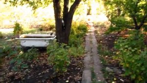ВИНОГРАД АЛЬФА. Давим Синий виноград на мезгу для КРАСНОГО ВИНА