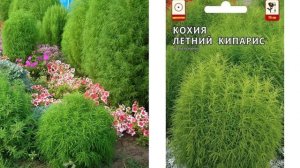 Цветы без рассады! Посейте эти цветы сразу в грунт, они станут украшением любого цветника