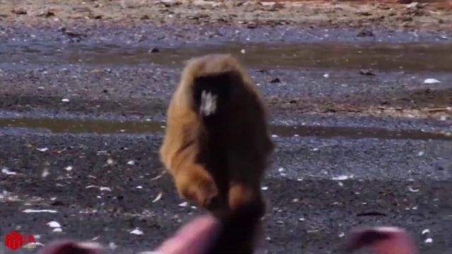 INCREDIBLE!! BABOON SAVE FELLOW FROM LEOPARD | Animal Hunting Fail смотреть онлайн