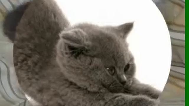 Британские,Шотландские кошки? смотреть онлайн