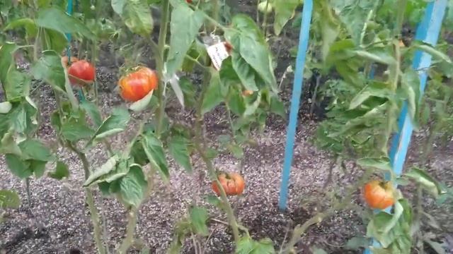 №19 "Двойное наслаждение Донна". Сорта помидоров. Выращивание помидоров. Огород. Сад. Томаты.