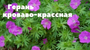 Герань кроваво-красная. Обладает красивым внешним видом.