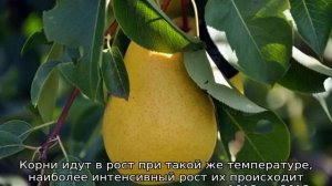 Груша Медовая