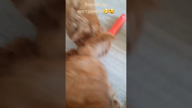 Маленькие помошники🤩😁🥰 #кокапу #скз #cockapoo #puppydog #smalldog #maltipoo malti смотреть онлайн