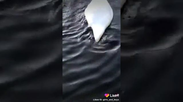 Безголовый лебедь? смотреть онлайн