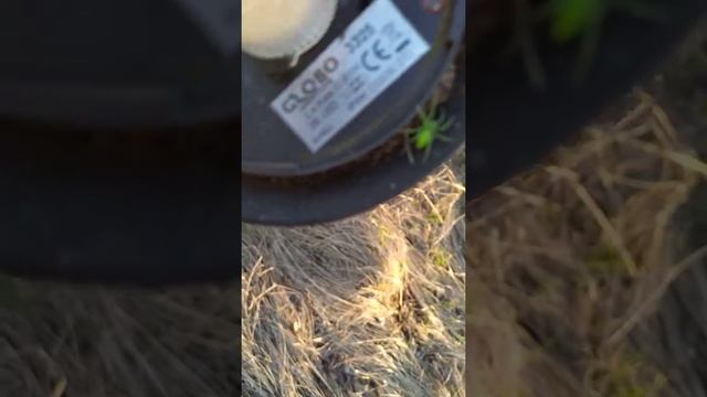 Зелёный паук. смотреть онлайн