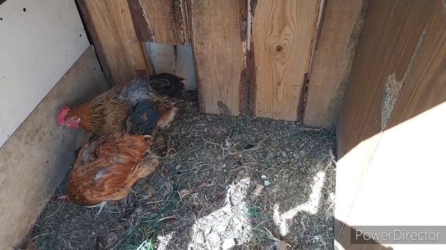 содержать кур разного возраста в одном курятнике❗обустройство курятника❗