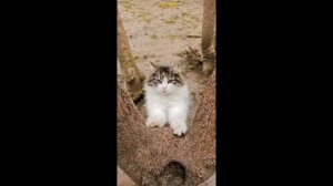 Кошка мурлычит