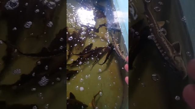 Стерлядь как хобби смотреть онлайн