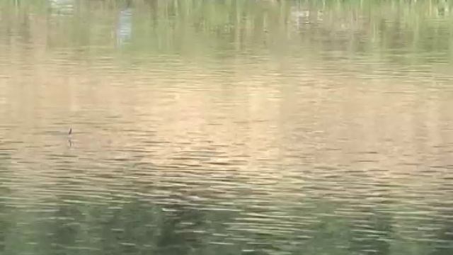 Ловля усача и подуста на реке Струма.avi смотреть онлайн