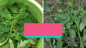 НЕ ВЫБРАСЫВАЙТЕ ЛИСТЬЯ ТОМАТОВ! Сделайте с ними это сейчас и избавьтесь от вредителей в огороде