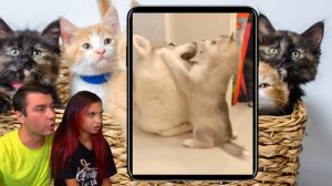 СМЕШНЫЕ КОТЯТА ИДУТ В ШКОЛУ в ЛАЙК и ТИКТОК #5! Коты и Собаки ЗАСМЕЙСЯ ЧЕЛЛЕНДЖ Funny Cats Валеришк