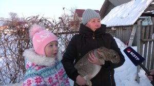 «Марий Эл ТВ»: Семья Гусевых из Советского района разводит кроликов