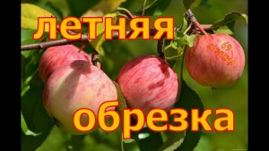 СРОЧНО! ЯБЛОНЯ ждёт твоей помощи! ЛЕТНЯЯ обрезка немолодой яблони