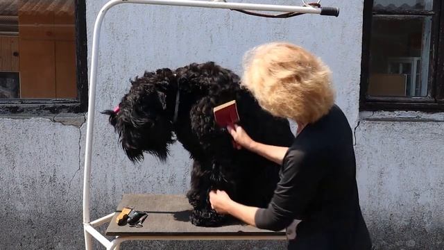 Before you buy a dog - BLACK RUSSIAN TERRIER - 7 facts to consider! DogCastTV! смотреть онлайн