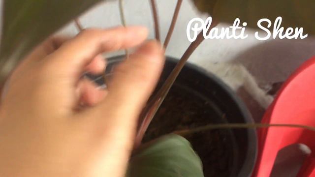 My 2 varieties of HOMALOMENA PLANT 💚☘️🌿🍃🍀 смотреть онлайн