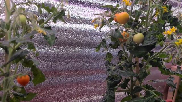 Подоконные томаты. Развитие в фазе плодоношения. Как выглядят мои помидорки спустя 3 месяца. смотреть онлайн