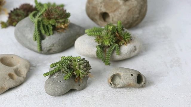 Суккуленты, кактусы, очиток, опунция, крестовник, хавортия - живойподарок, фитодизайн