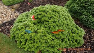 Пихта корейская Тундра (abies koreana tundra) ? пихта Тундра обзор: как сажать саженцы пихты Тундра