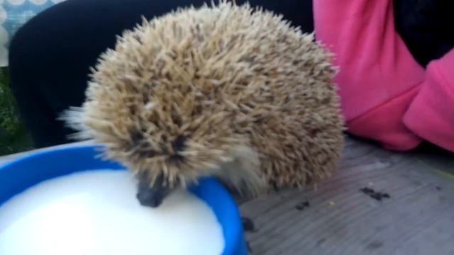 Ежик тоже любит молоко смотреть онлайн