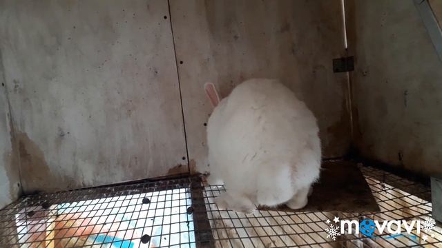 Обзор. Кролики Белые Великаны. Мои крольчихи. Крольчата от Фландера.