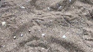 ?ЛАЗАРЕВСКОЕ НУДИСТСКИЙ ПЛЯЖ 25.08.19 СОЧИ ОНЛАЙН